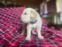 Bluey, a male Golden Retriever for sale in Wheeling, WV – Photo 4 of 4