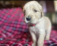 Milo, a male Golden Retriever for sale in Wheeling, WV – Photo 2 of 2