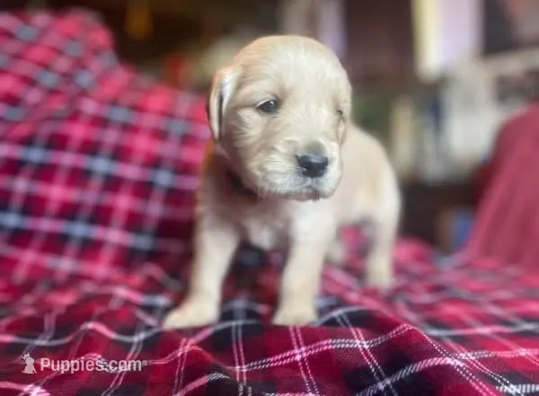 Milo – Golden Retriever puppy for sale in Wheeling, WV