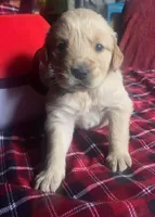 Lucas, a male Golden Retriever for sale in Wheeling, WV – Photo 3 of 3