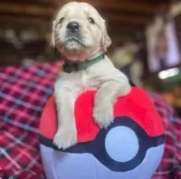 Lucas, a male Golden Retriever for sale in Wheeling, WV – Photo 2 of 3