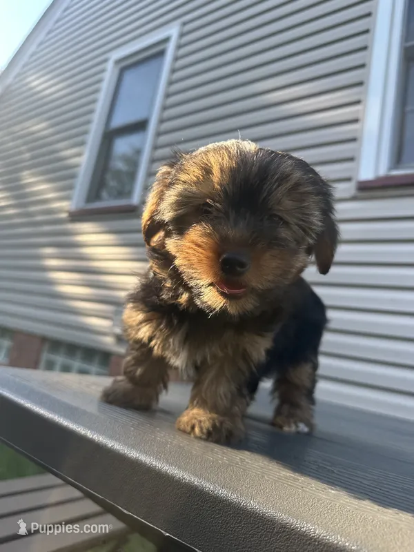 Choppy – Yorkshire Terrier puppy for sale in Cleveland, OH