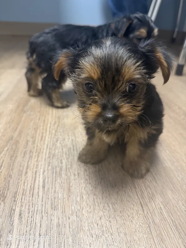 Lola – Yorkshire Terrier puppy for sale in Cleveland, OH