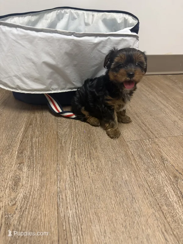 Choppy – Yorkshire Terrier puppy for sale in Cleveland, OH