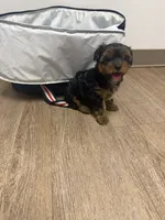 Choppy, a male Yorkshire Terrier for sale in Cleveland, OH – 1 of 2