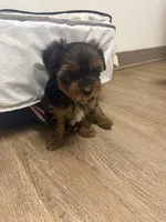 Choppy, a male Yorkshire Terrier for sale in Cleveland, OH – 2 of 2