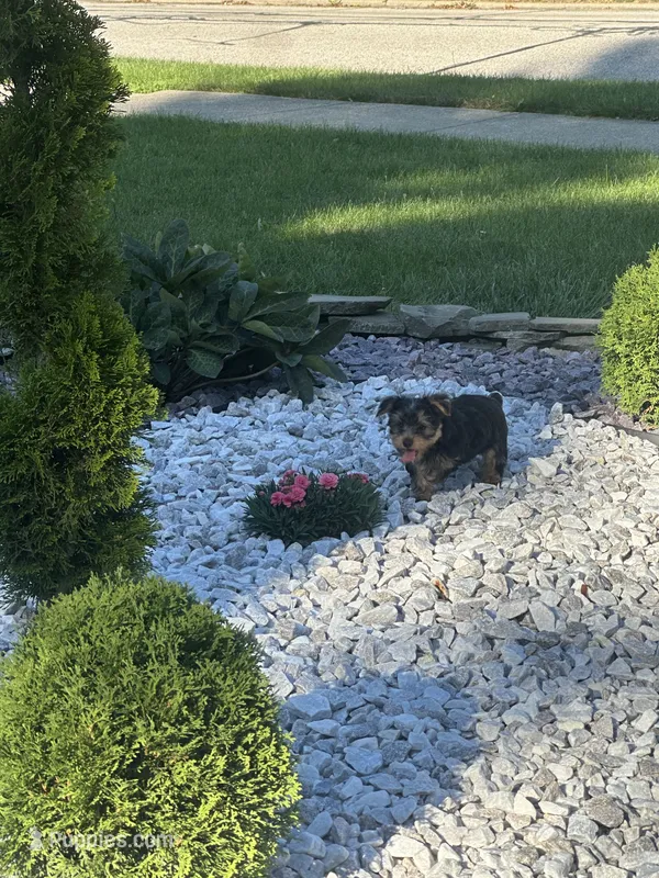 Stella – Yorkshire Terrier puppy for sale in Cleveland, OH