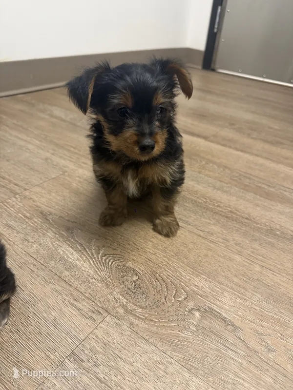 Molly – Yorkshire Terrier puppy for sale in Cleveland, OH