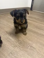 Molly, a female Yorkshire Terrier for sale in Cleveland, OH – 1 of 2