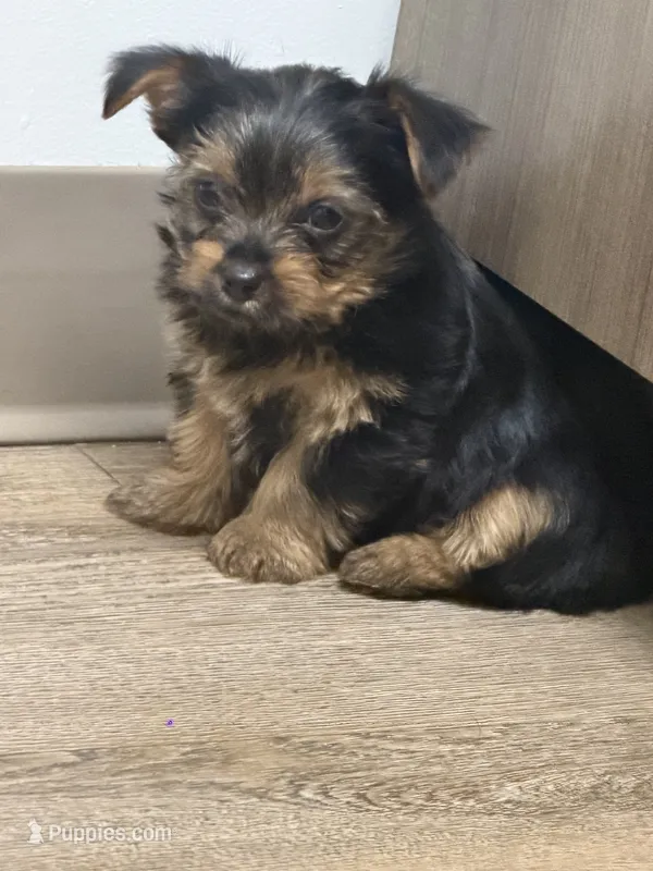 Stella – Yorkshire Terrier puppy for sale in Cleveland, OH