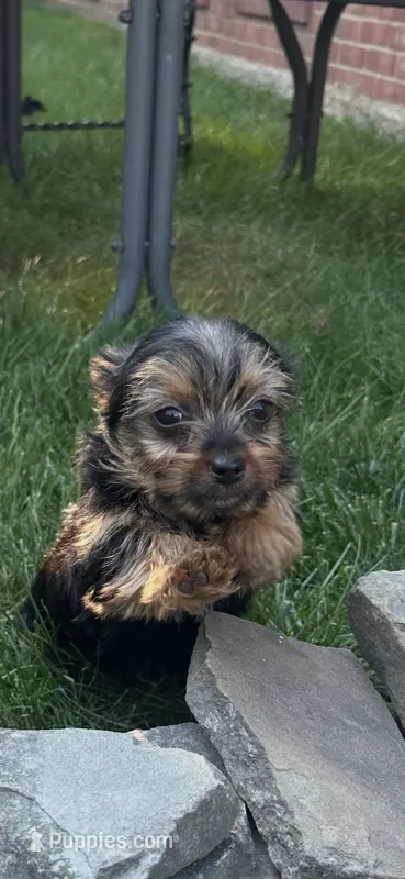 Lola – Yorkshire Terrier puppy for sale in Cleveland, OH
