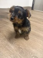 Molly, a female Yorkshire Terrier for sale in Cleveland, OH – 2 of 2