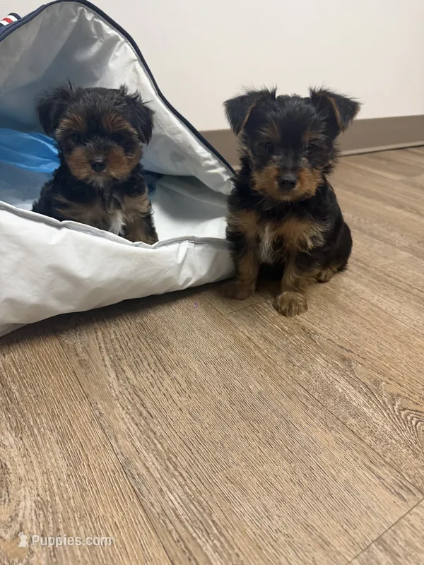 Emmy – Yorkshire Terrier puppy for sale in Cleveland, OH
