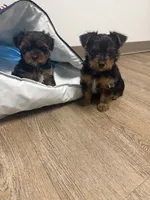 Emmy, a female Yorkshire Terrier for sale in Cleveland, OH – 1 of 1