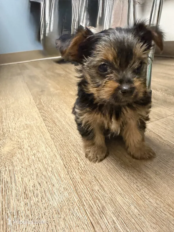 Lexi – Yorkshire Terrier puppy for sale in Cleveland, OH