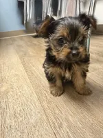 Lexi, a female Yorkshire Terrier for sale in Cleveland, OH – 1 of 1