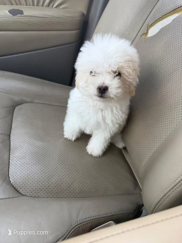 Dug – Maltipoo, Poodle - Miniature  puppy for sale in Monterey Park, CA