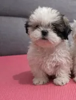 Pinto, a male Maltipoo for sale in Monterey Park, CA – 1 of 1