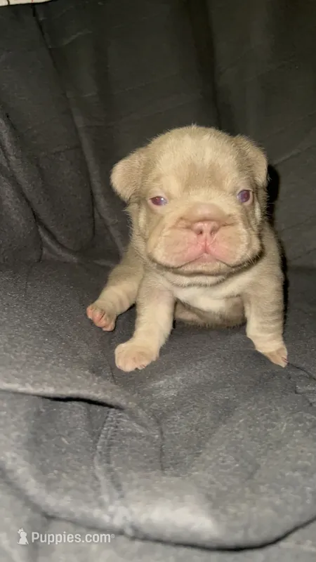 Redd – French Bulldog puppy for sale in Atlanta, GA