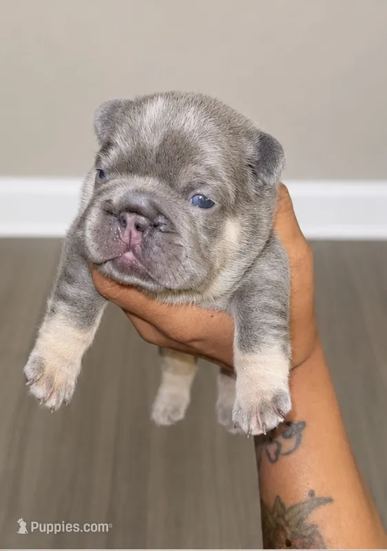 Brown – French Bulldog puppy for sale in Atlanta, GA