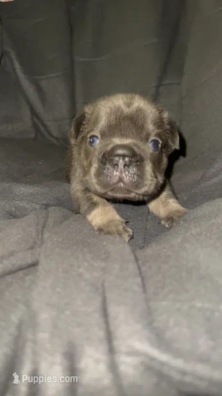 Blue – French Bulldog puppy for sale in Atlanta, GA