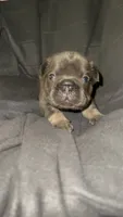 Blue, a male French Bulldog for sale in Atlanta, GA – 1 of 3