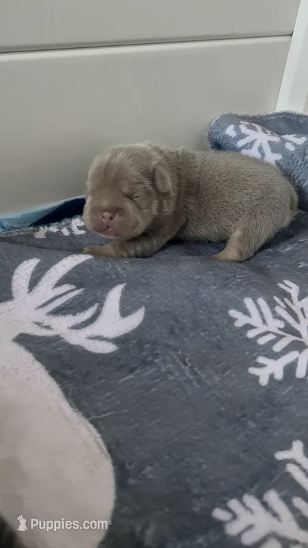 Redd – French Bulldog puppy for sale in Atlanta, GA