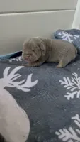 Redd, a male French Bulldog for sale in Atlanta, GA – 1 of 3