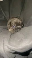 Blue, a male French Bulldog for sale in Atlanta, GA – 3 of 3