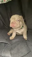 Redd, a male French Bulldog for sale in Atlanta, GA – 2 of 6
