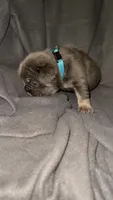 Blue, a male French Bulldog for sale in Atlanta, GA – 2 of 3