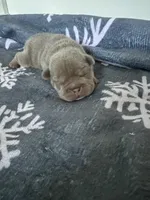 Redd, a male French Bulldog for sale in Atlanta, GA – 3 of 3