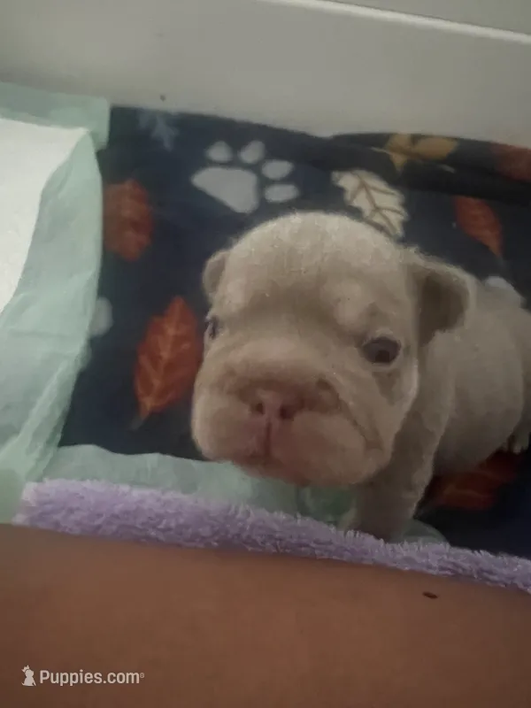Redd – French Bulldog puppy for sale in Atlanta, GA