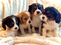 Charlie, a female Cavalier King Charles Spaniel for sale in Harrisonburg, VA – Photo 2 of 2