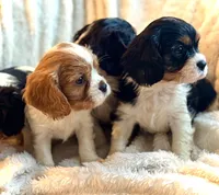Charlie, a female Cavalier King Charles Spaniel for sale in Harrisonburg, VA – Photo 1 of 2