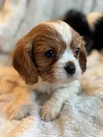 Champ, a male Cavalier King Charles Spaniel for sale in Harrisonburg, VA – Photo 1 of 2