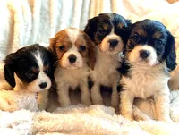 Champ, a male Cavalier King Charles Spaniel for sale in Harrisonburg, VA – Photo 2 of 2