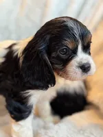 Chase, a male Cavalier King Charles Spaniel for sale in Harrisonburg, VA – Photo 1 of 2