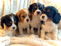 Chase, a male Cavalier King Charles Spaniel for sale in Harrisonburg, VA – Photo 2 of 2