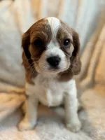 Carl, a male Cockalier for sale in Harrisonburg, VA – Photo 3 of 3