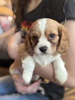 Carl, a male Cockalier for sale in Harrisonburg, VA – Photo 1 of 3