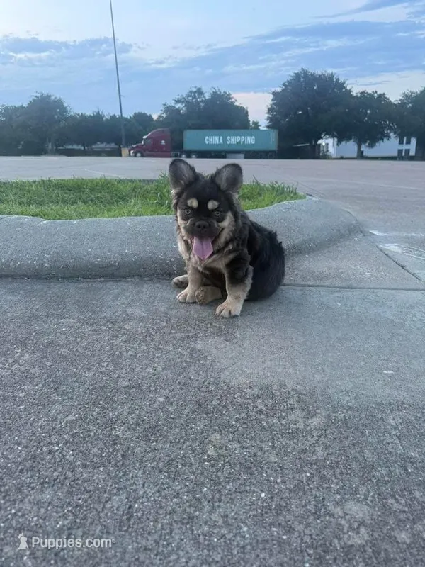 Bowser  – French Bulldog puppy for sale in Dallas, TX