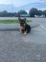 Bowser , a male French Bulldog for sale in Dallas, TX – 1 of 3