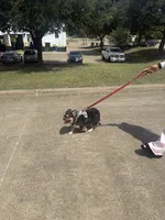 Bowser , a male French Bulldog for sale in Dallas, TX – 3 of 3