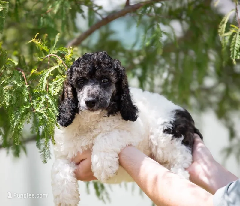 Vick – Poodle - Miniature  puppy for sale in Jacksonville, FL