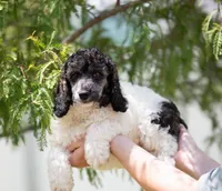 Vick, a male Poodle - Miniature  for sale in Jacksonville, FL – 1 of 1