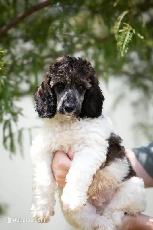 Vegas – Poodle - Miniature  puppy for sale in Jacksonville, FL