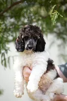 Vegas, a male Poodle - Miniature  for sale in Jacksonville, FL – 1 of 1