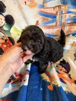 processed/c4e36716-89f0-4c47-ba05-c650dec672a0/facility/b20cd0dc-3db3-4a0a-be29-3a26a2239ce5