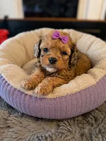 Iyla, a female Cockapoo for sale in New Port Richey, FL – 2 of 2